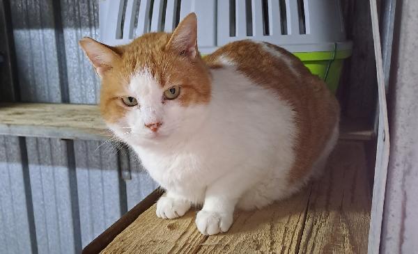 Kiwi, Una famiglia per un bel musetto Foto 5